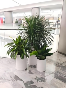 必知的宁波镇海绿植租摆方案，装点美好生活><div class=